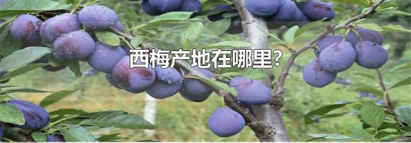西梅产地在哪里?
