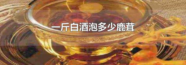 一斤白酒泡多少鹿茸