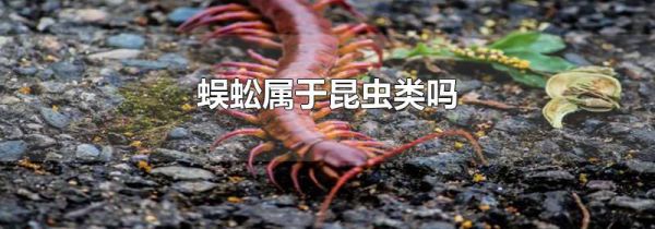 蜈蚣属于昆虫类吗