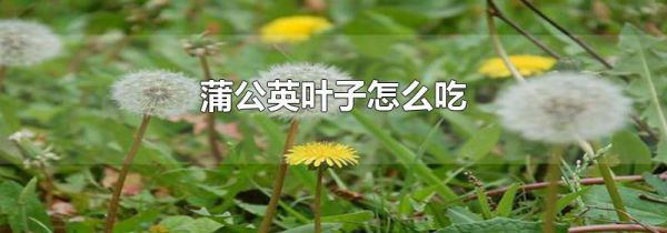蒲公英叶子怎么吃