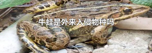 牛蛙是外来入侵物种吗