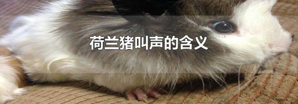 荷兰猪叫声的含义