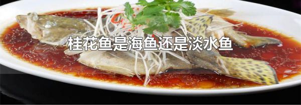 桂花鱼是海鱼还是淡水鱼