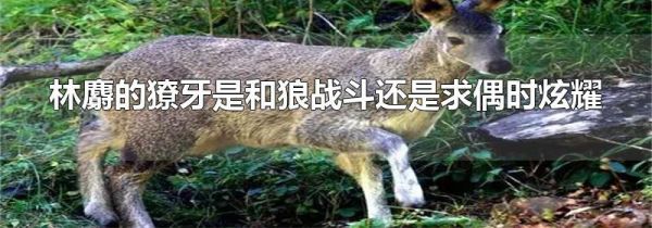 林麝的獠牙是和狼战斗还是求偶时炫耀