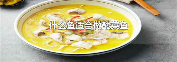 什么鱼适合做酸菜鱼