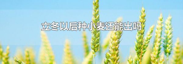 立冬以后种小麦还能出吗