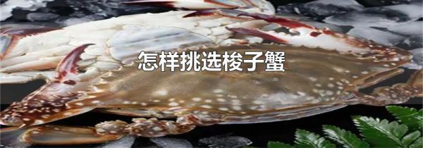 怎样挑选梭子蟹