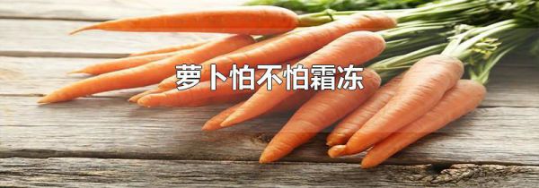 萝卜怕不怕霜冻