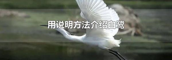 用说明方法介绍白鹭