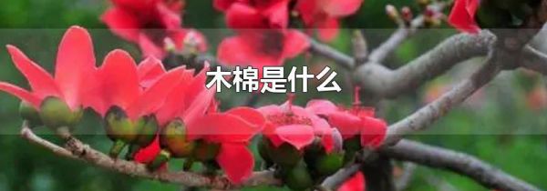 木棉是什么
