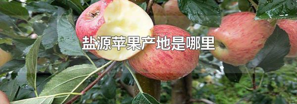 盐源苹果产地是哪里