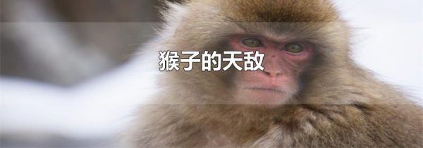 猴子的天敌