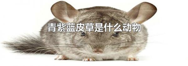 青紫蓝皮草是什么动物