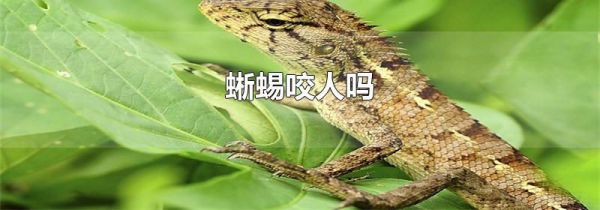 蜥蜴咬人吗