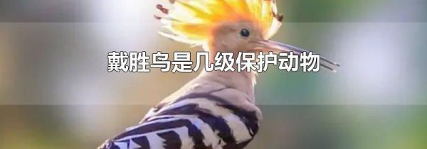 戴胜鸟是几级保护动物