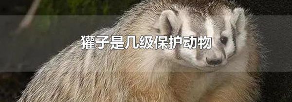 獾子是几级保护动物