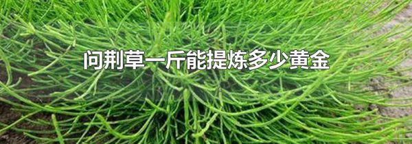问荆草一斤能提炼多少黄金