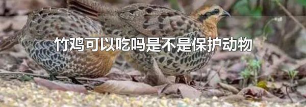 竹鸡可以吃吗是不是保护动物