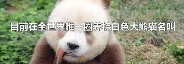 目前在全世界唯一圈养棕白色大熊猫名叫