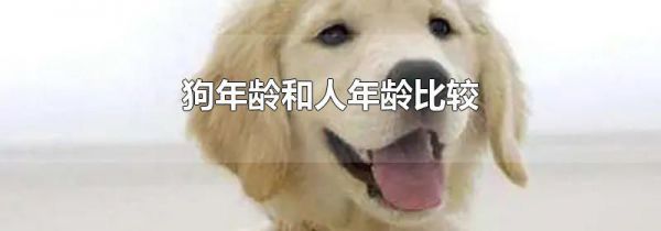 狗年龄和人年龄比较
