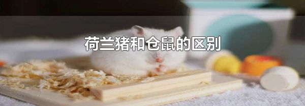 荷兰猪和仓鼠的区别