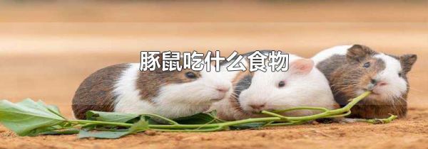 豚鼠吃什么食物