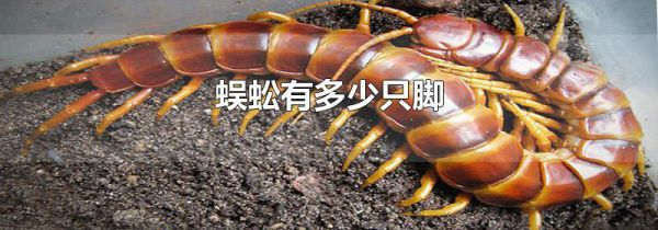蜈蚣有多少只脚