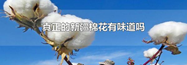 真正的新疆棉花有味道吗