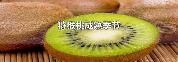 猕猴桃成熟季节