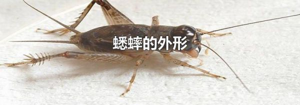 蟋蟀的外形