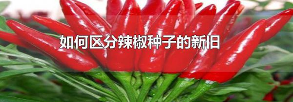 如何区分辣椒种子的新旧