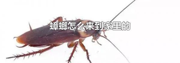 蟑螂怎么来到家里的