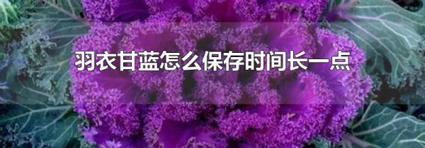 羽衣甘蓝怎么保存时间长一点