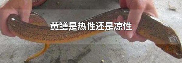黄鳝是热性还是凉性