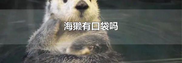 海獭有口袋吗