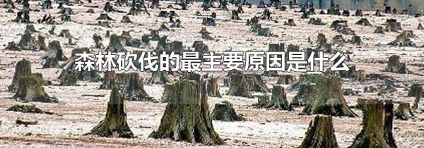 森林砍伐的最主要原因是什么