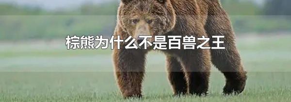 棕熊为什么不是百兽之王