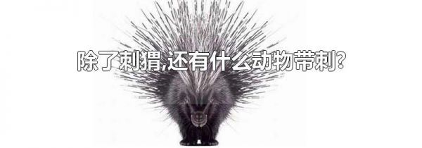除了刺猬,还有什么动物带刺?