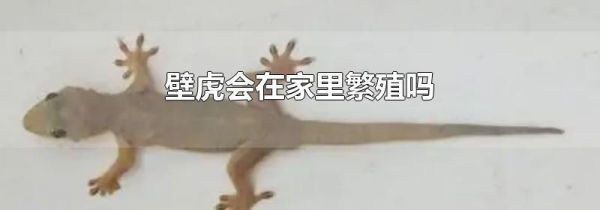 壁虎会在家里繁殖吗