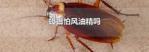 蟑螂怕风油精吗