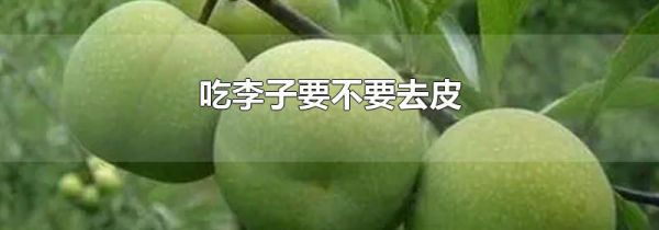 吃李子要不要去皮