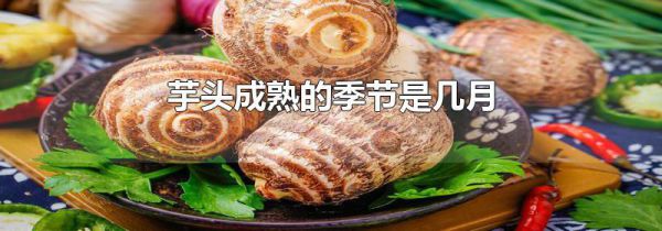 芋头成熟的季节是几月