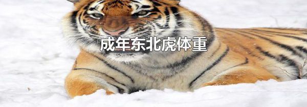 成年东北虎体重