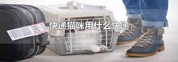 快递猫咪用什么快递