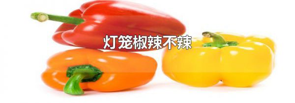 灯笼椒辣不辣