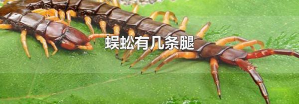 蜈蚣有几条腿
