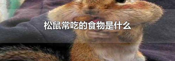松鼠常吃的食物是什么