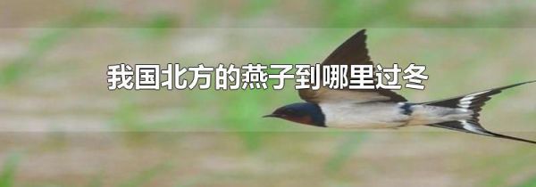 我国北方的燕子到哪里过冬