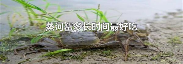蒸河蟹多长时间最好吃