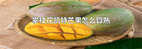 攀枝花凯特芒果怎么算熟